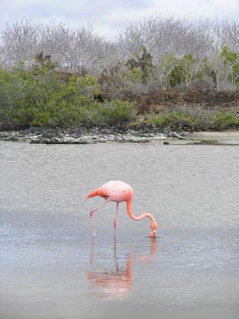Salzwasserlaguna auf Santa Cruz mit Shrimps. Kommt es zum Klimaphänomen El Nino, wird die Laguna zu einer Süsswasserlaguna und für drei Jahre kommen keine Flamingos mehr, da Shrimps nur in Salzwasser lebt.