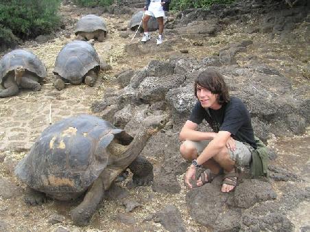 Riesenlandschildkröten auf Santa Cruz, sie werden bis zu 200 Jahre alt und 300 Kilogramm schwer
