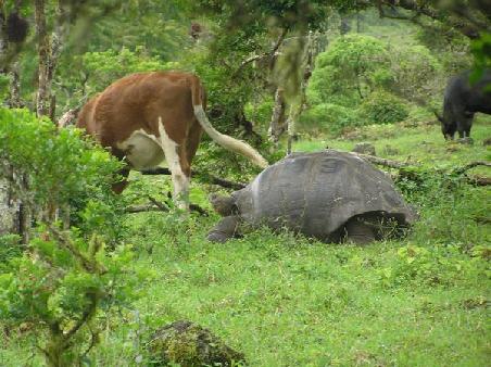 sowas gibts nur auf Galapagos