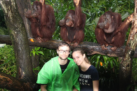 5 Orangs im Zoo hihi