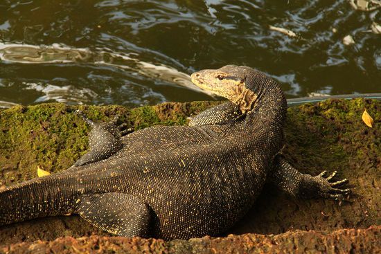 Das ist Freddie. Ein lieber, gemuetlicher Kerl.