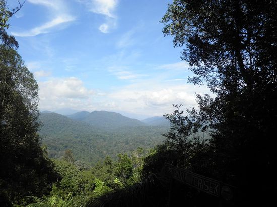 Der Primaerdschungel in seiner ganzen Pracht - Bukit Teresek