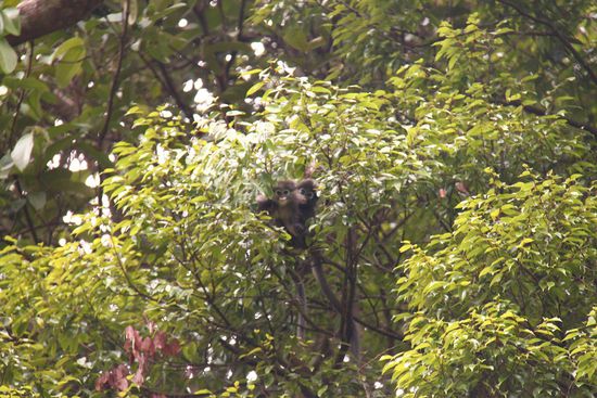 Babyaeffchen auf dem Weg zum Bukit Larut