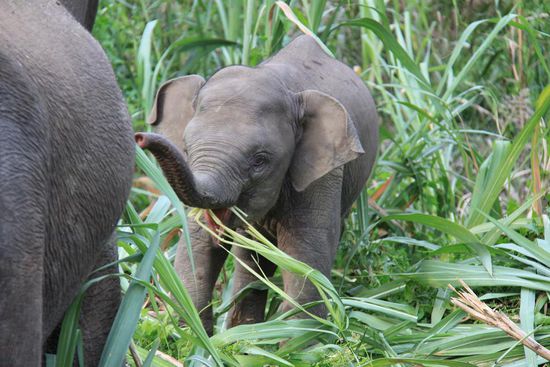 Zwergelefanten am Kinabatang River (und der Zwerg hier ist auch noch n Baby  )