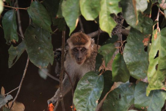 Long tailed Macaques (auch bekannt als Javaneraffen) auf unserer Bootstour