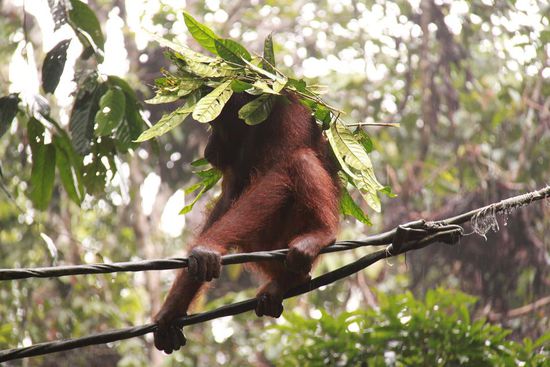 Die Orang-Utans hatten definitiv auch etwas gegen den Regen (Sepilok)