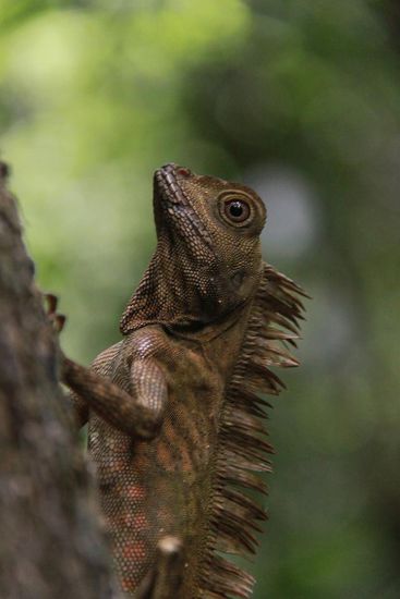 Ein kleiner Drachen auf dem Rueckweg (wer weiss was das fuer 'ne Spezies ist, bitte melden!  )