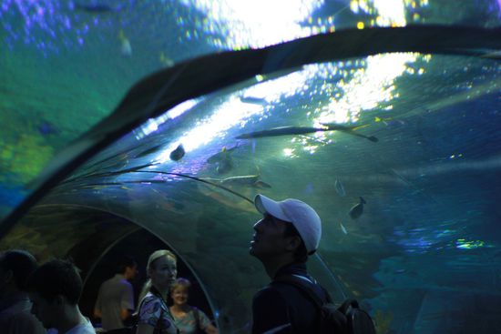 Der Walk-Through Bereich im Aquaria KLCC
