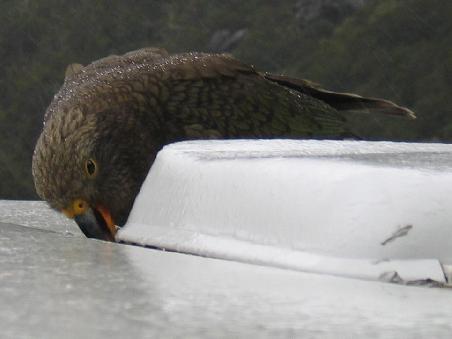 Unsere Dachdichtung schmeckt dem Kea - tags darauf tropft es herein...
