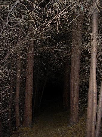 Schwarzwald