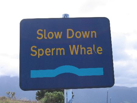 Langsam fahren war vor dem Whale-Watch-Center angesagt