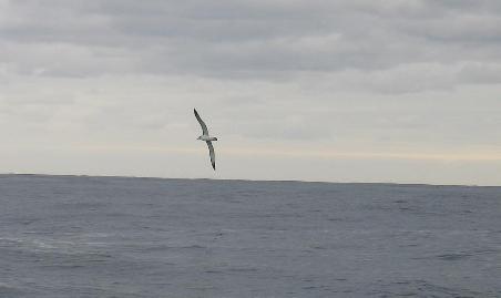 Royal Albatross