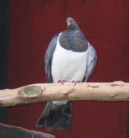Woodpigeon = Waldtaube