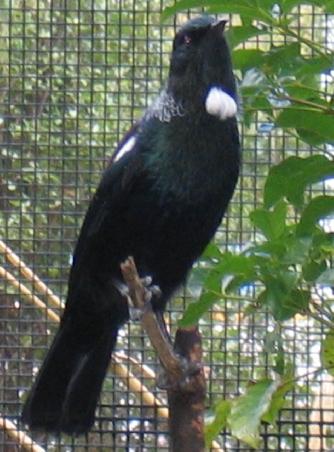 Tui