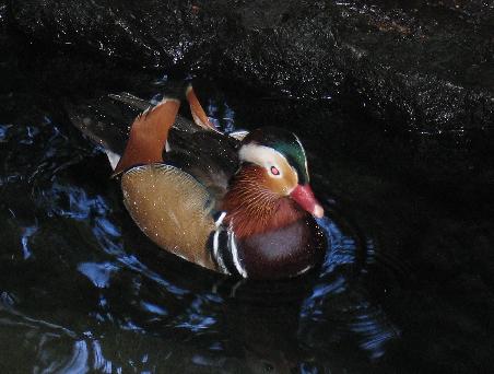 Paradise Duck