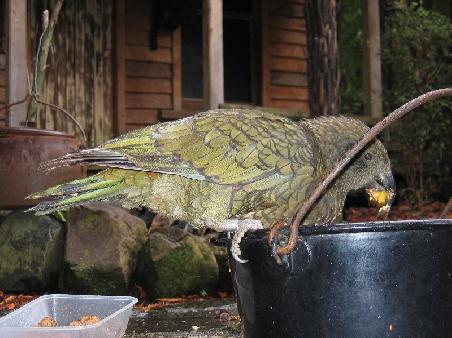 Kea