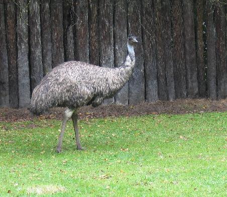 Emu