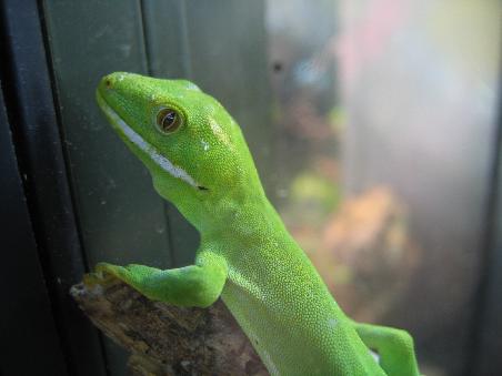Gekko