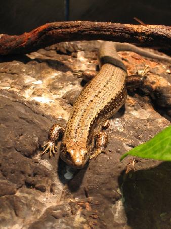 Skink