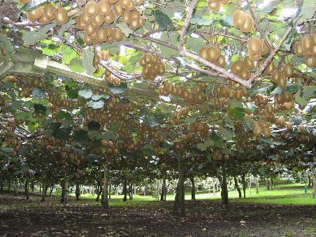 Kein Wein - Kiwis