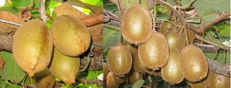 Goldkiwi ohne Haare und innen goldgelb und die haarige "Urkiwi"