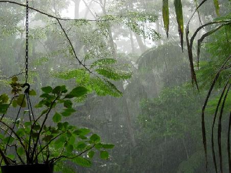 Ein heftiger Schauer im schoenen Regenwald