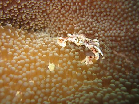 Porzellan-Krabbe auf einer Keulenanemone