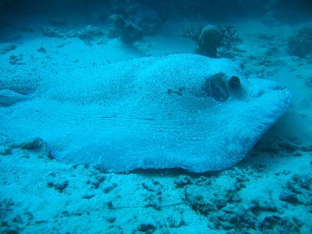 Grosser Stachelrochen