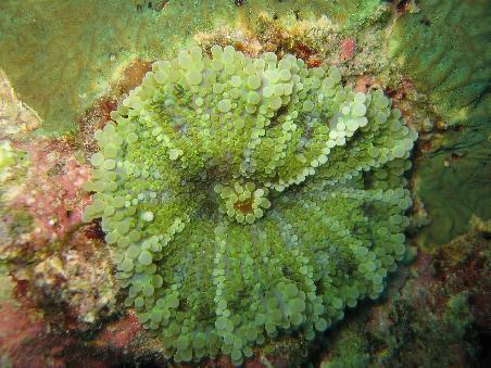 Gruene Anemone