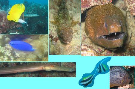 Und natuerlich noch viele andere Fische