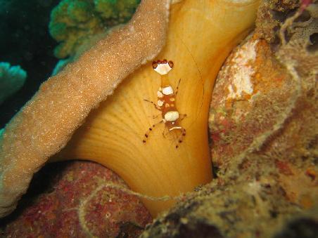 Harlekingarnele
