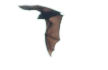 Fliegender Hund