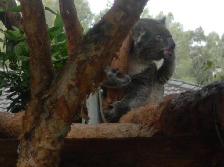 Im Koala-Hospital