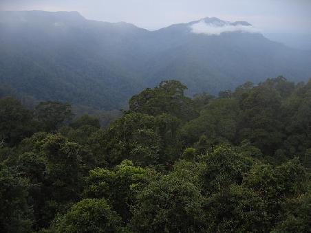 Blick ueber einen Teil des Dorrigo-Nationalparks