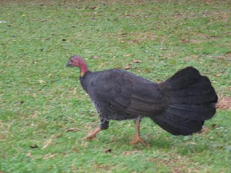 Ein Festtagsbraten auf dem Weg
