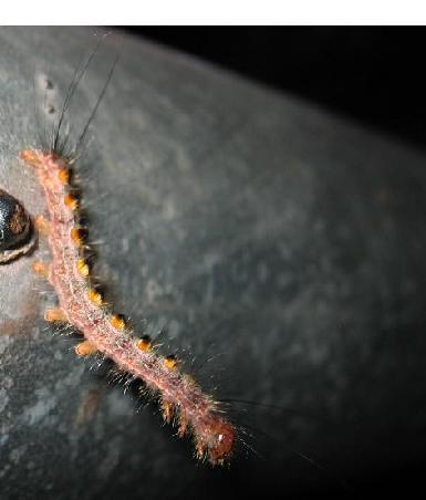 Neues Raetsel - was wird aus dieser Raupe?