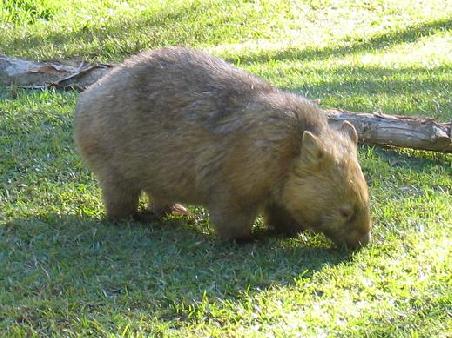 Wombat