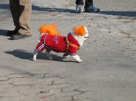 Bunter Hund