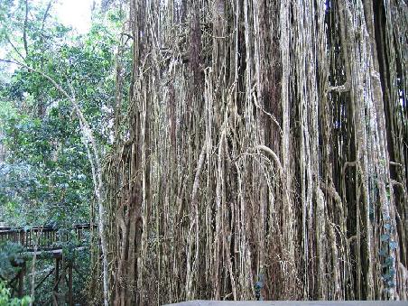 Ein Ausschnitt des Curtain-Fig-Tree