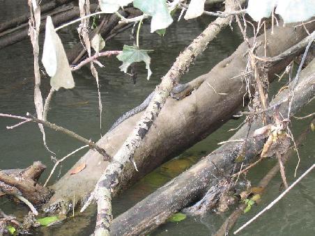 Na wo ist das Krokodil?
Tip: Ueber Wasser