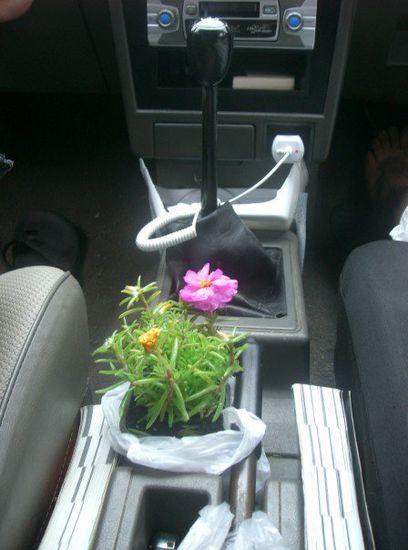 Unsere Hausblume Gluthilde Orphelia