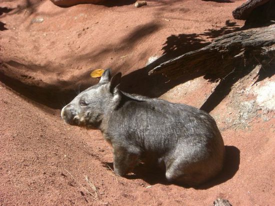 Wombat