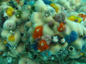 Korallen- Blumen im Meer