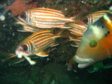 Und soo viele wunderschoene Fische