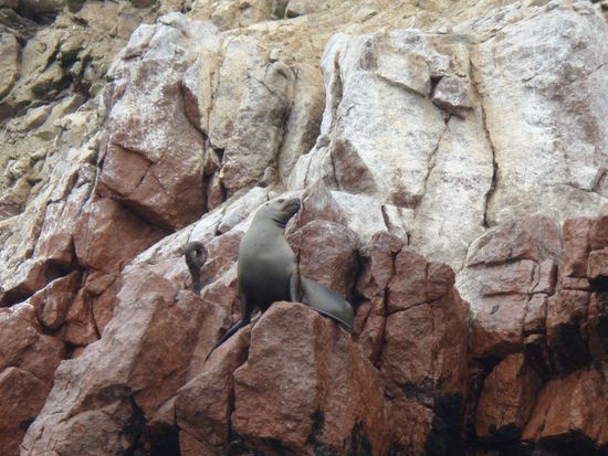 Endlich nicht im Zoo: Seeloewen!!!! !