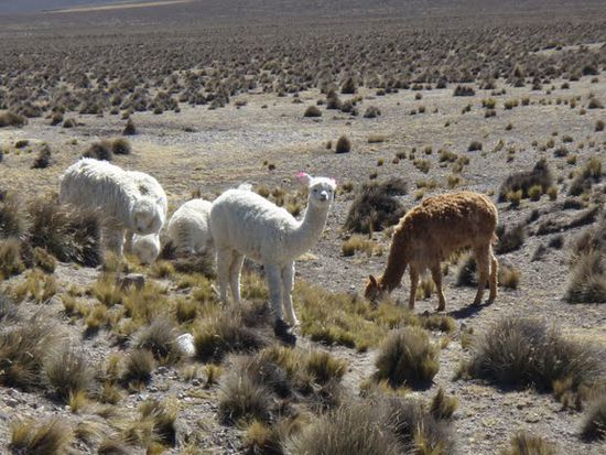 Lamaschau
