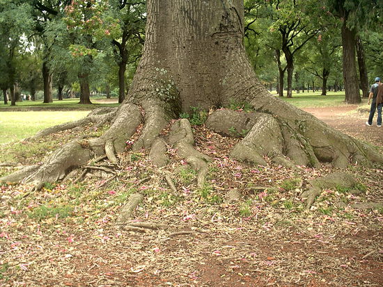 Tief verwurzelt im Boden, wachsen seine Träume bis in den Himmel...