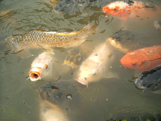 Riiieeesen Koi Karpfen