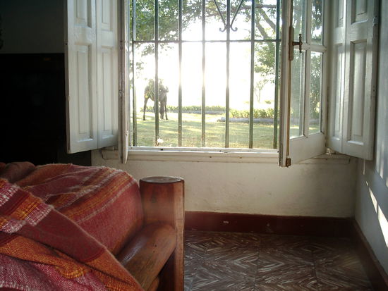 Kindheitstraum - aufwachen und vor dem Fenster grasende Pferde im Sonnenschein