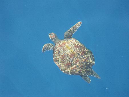 Neugierige Schildkroete beim Boot...!!